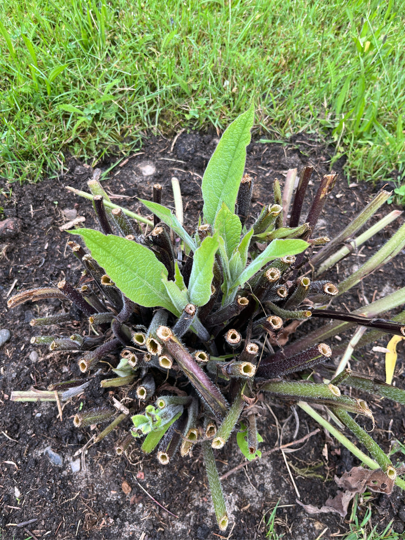 Beinwell — Bild 1