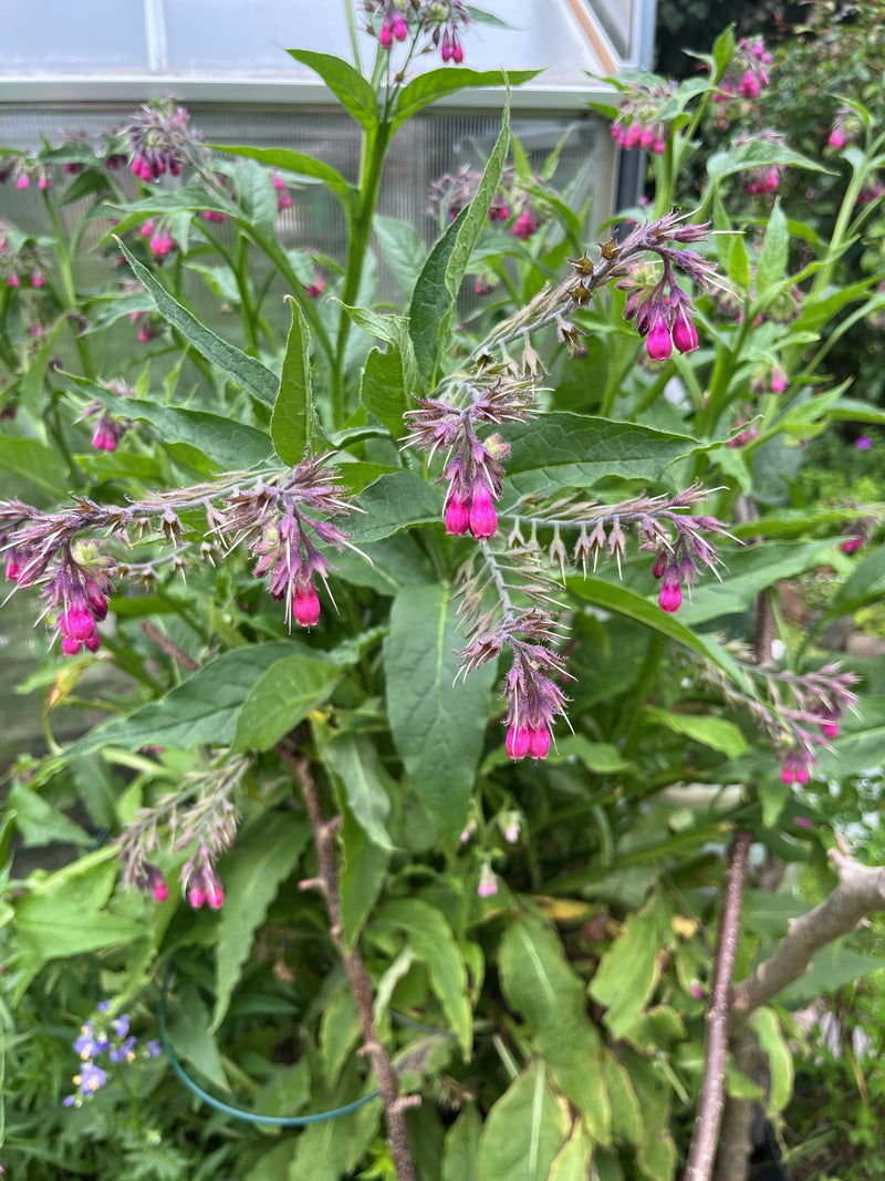 Beinwell — Bild 4