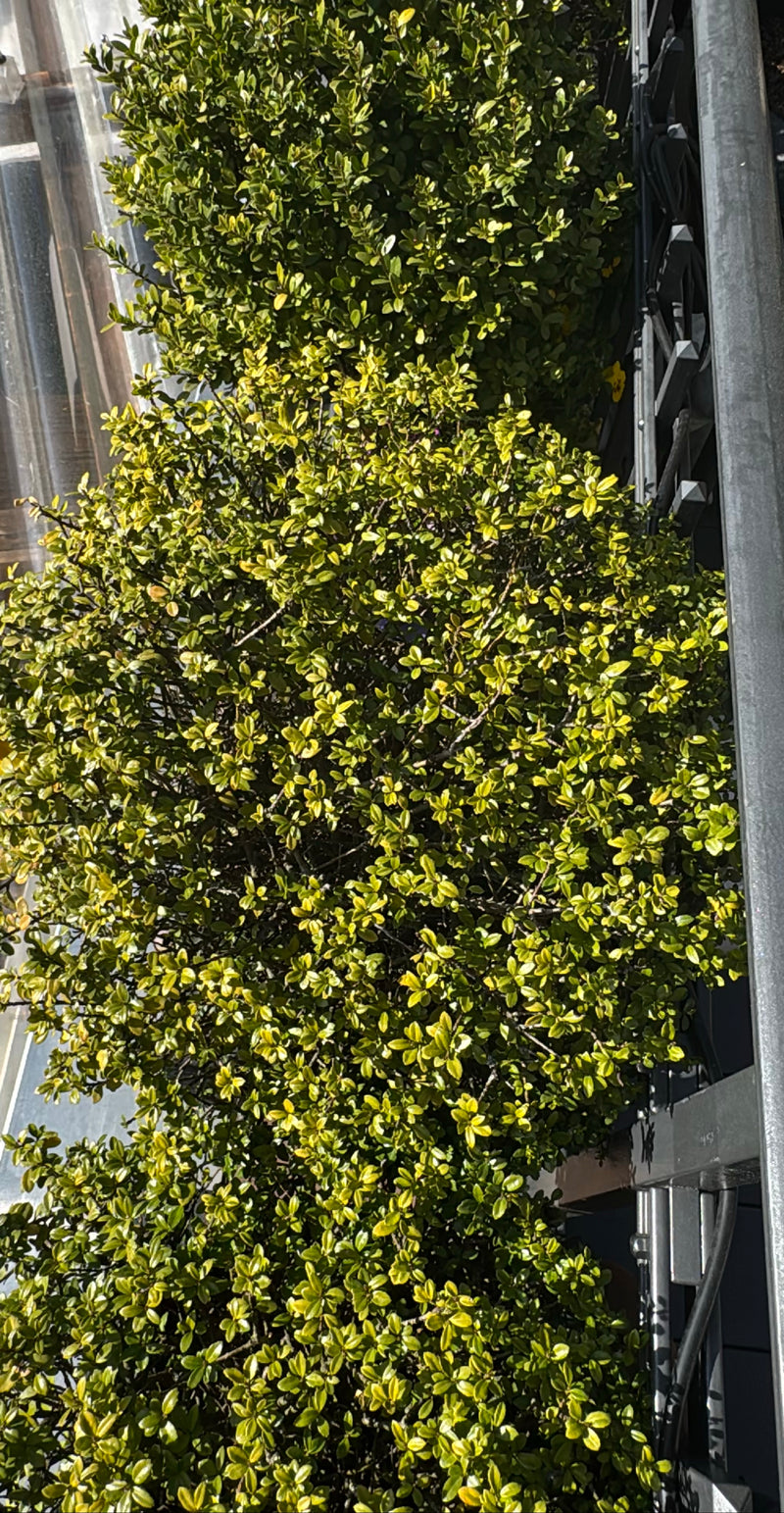 Buchsbaum — Bild 5
