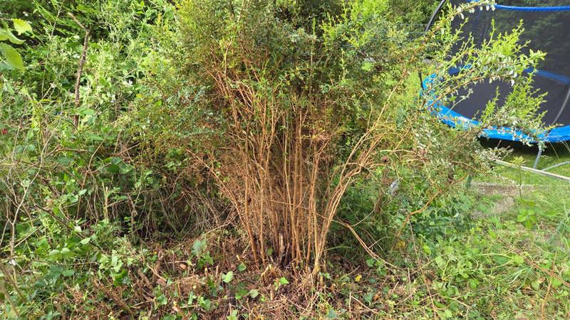 Buchsbaum — Bild 4