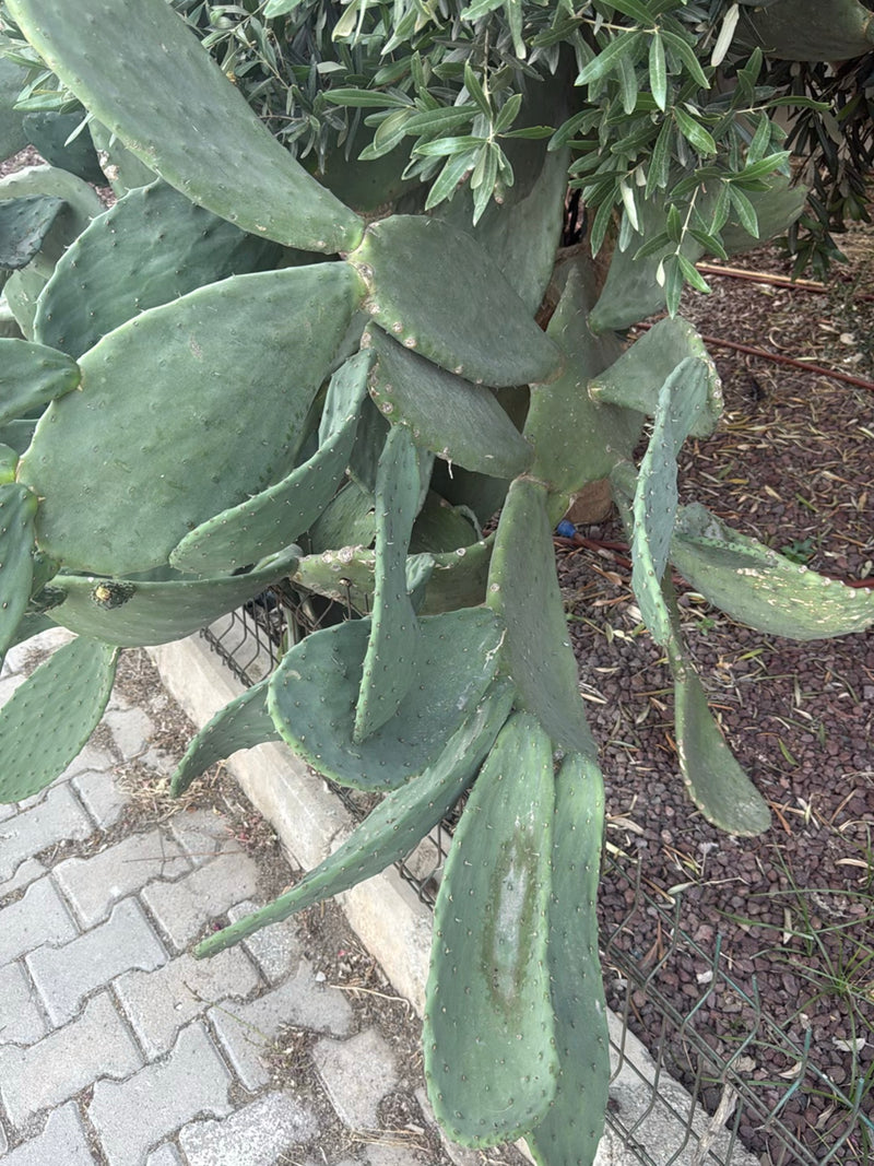 Gewöhnlicher Feigenkaktus — Bild 1