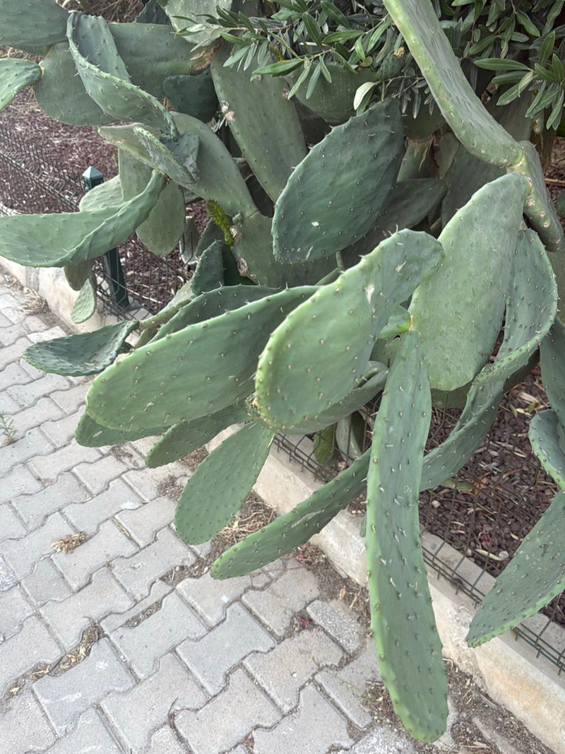 Gewöhnlicher Feigenkaktus — Bild 2