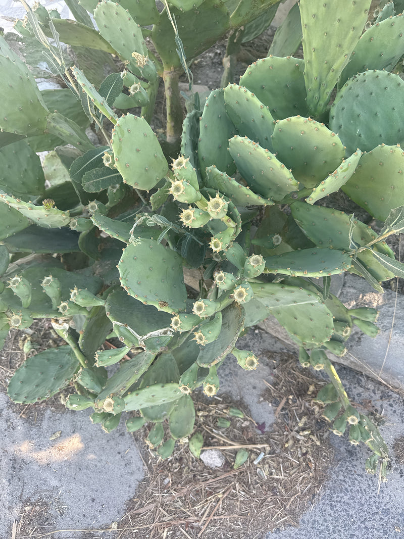 Gewöhnlicher Feigenkaktus — Bild 4