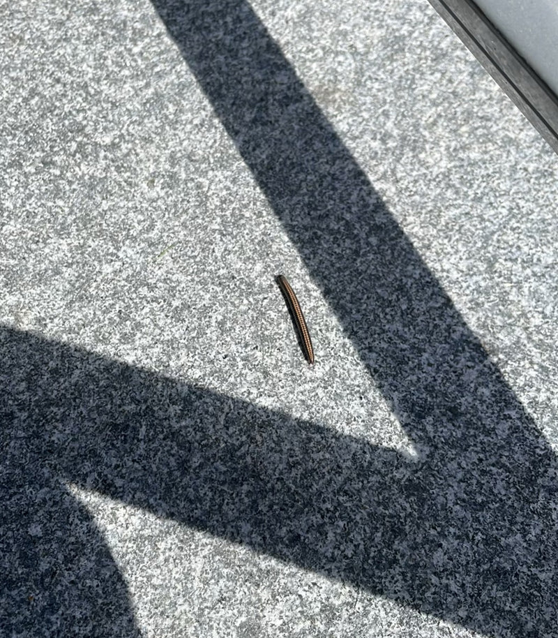 Gewöhnlicher Felddoppelfüßer — Bild 5