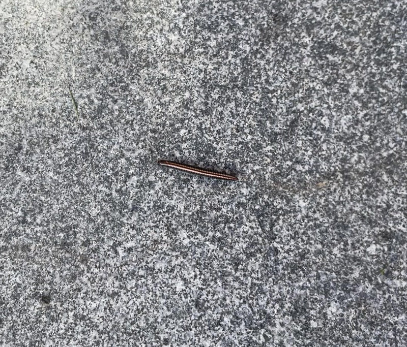Gewöhnlicher Felddoppelfüßer — Bild 2