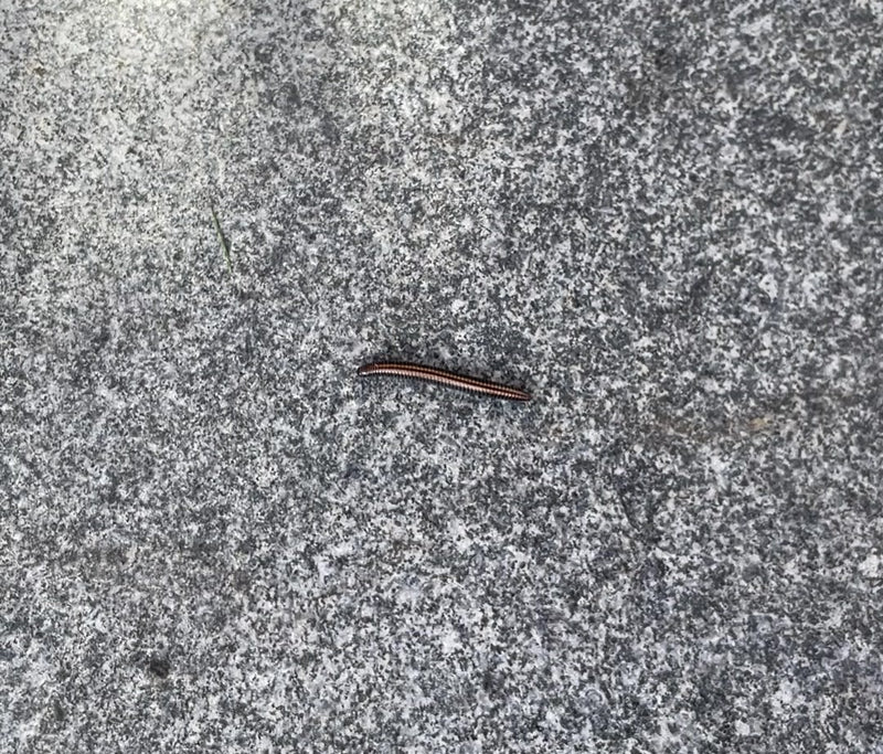 Gewöhnlicher Felddoppelfüßer — Bild 3