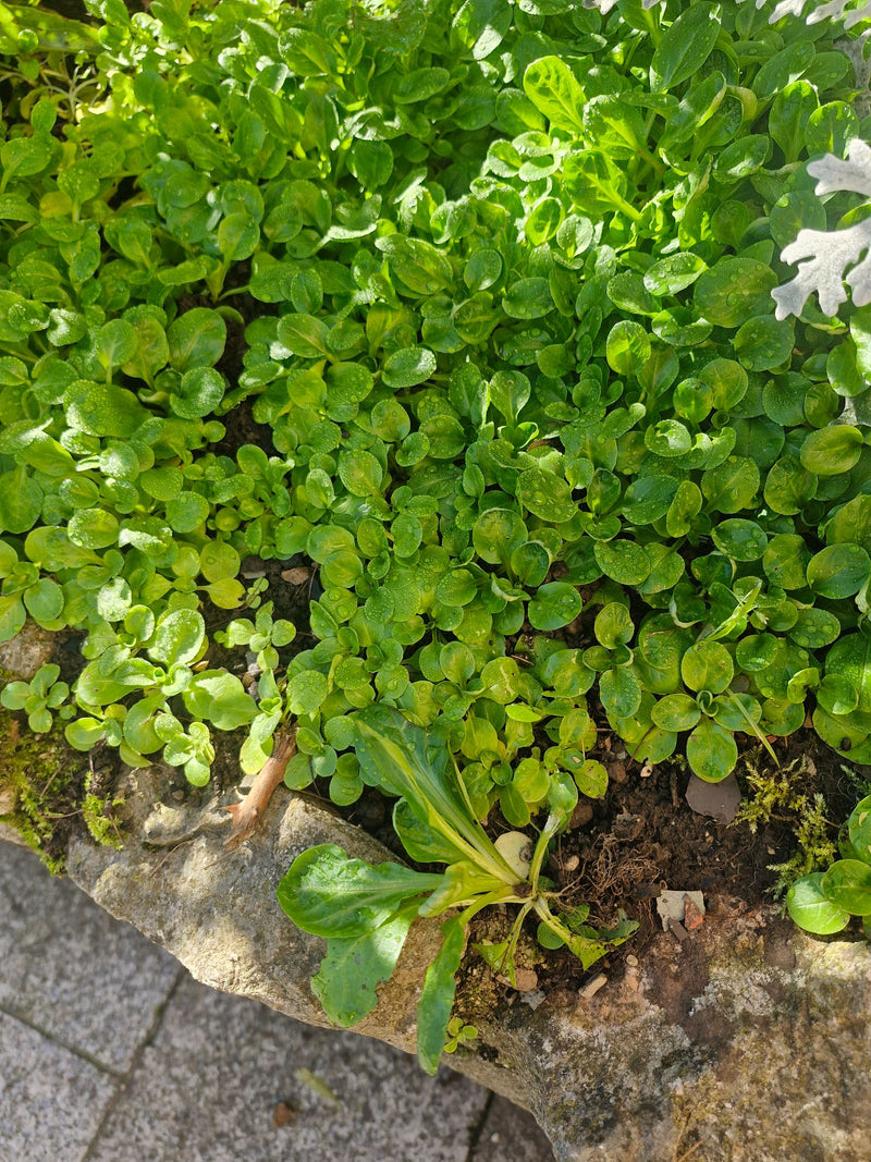 Dicht wachsende Blattrosetten des Feldsalats in einem Steinbecken oder Pflanzgefäß, bedeckt mit feinen Wassertropfen.