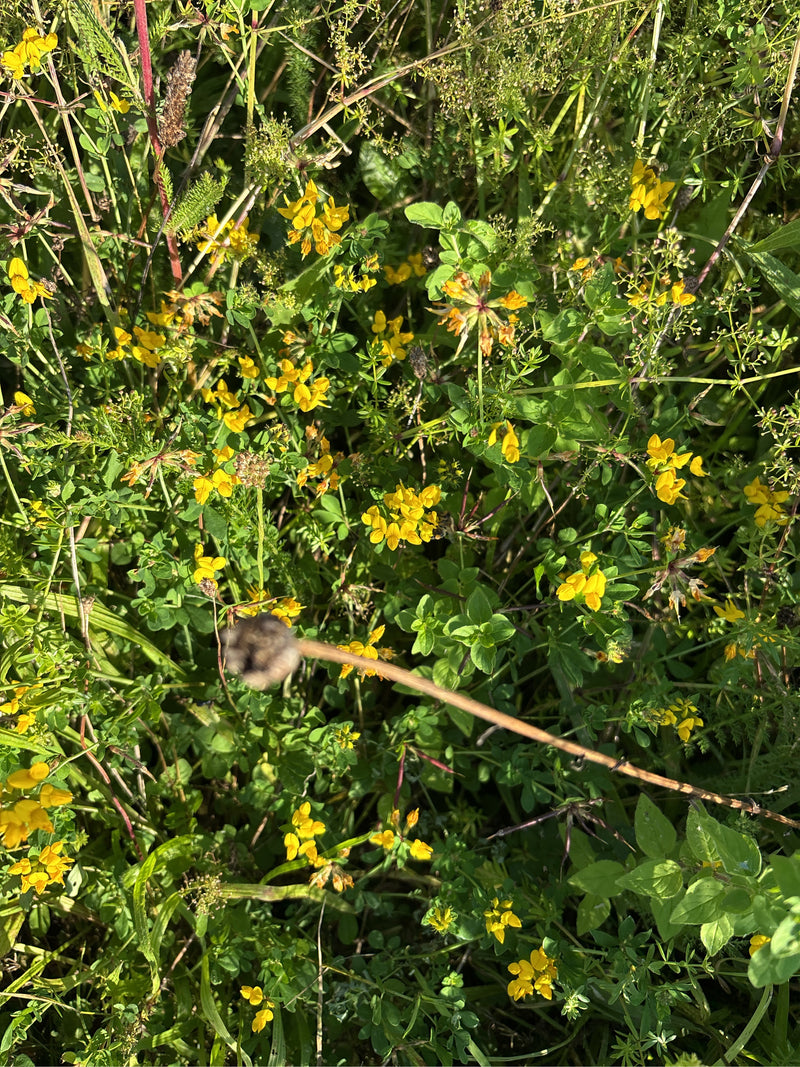 Auf der Aufnahme ist eine dichte Wiese mit vielen gelben Blüten des Hornklees zu sehen.