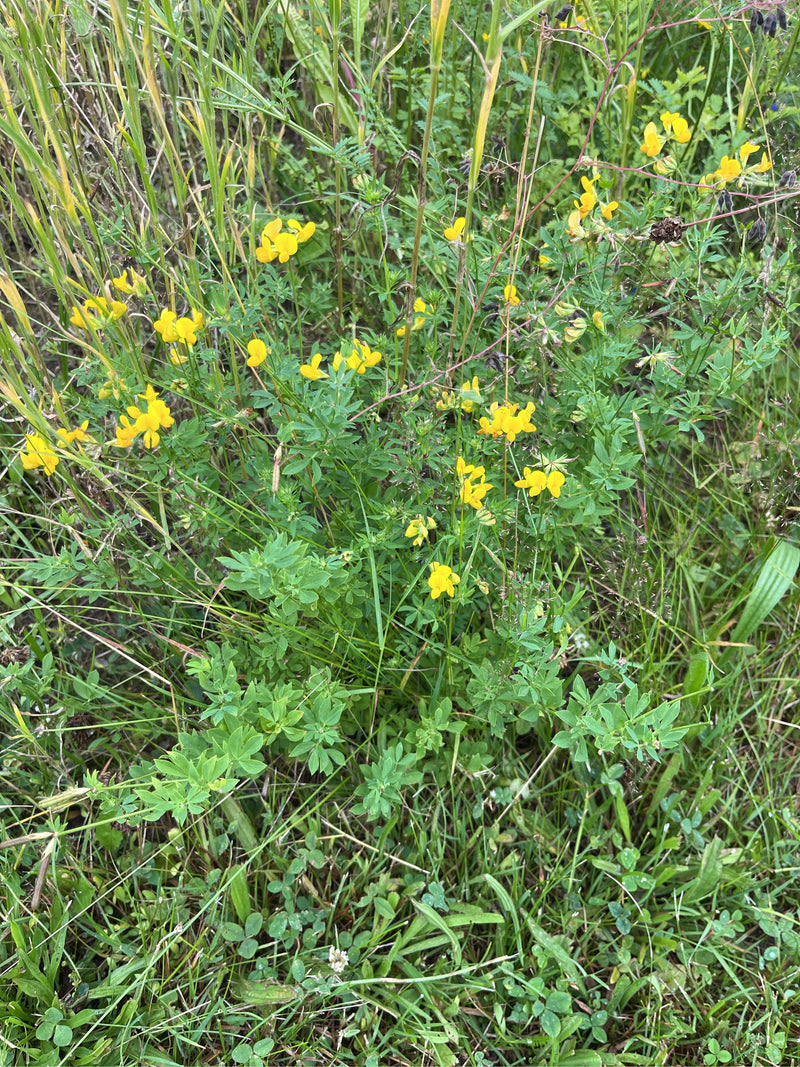 Zu sehen ist eine blühende Hornklee-Pflanze mit gelben Blüten in einer Wiese. Die charakteristischen Blätter und Blüten stehen inmitten von Gras und anderen ...