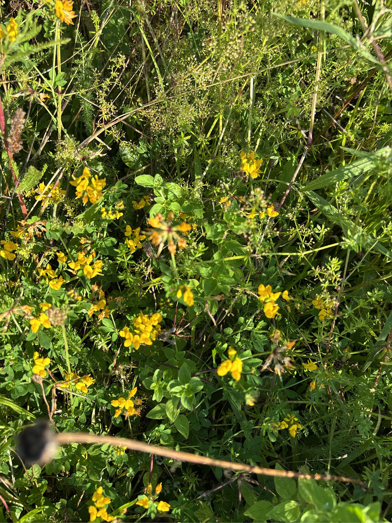 Auf der Aufnahme ist Hornklee mit seinen typischen gelben Blüten in einer Wiese zu sehen.