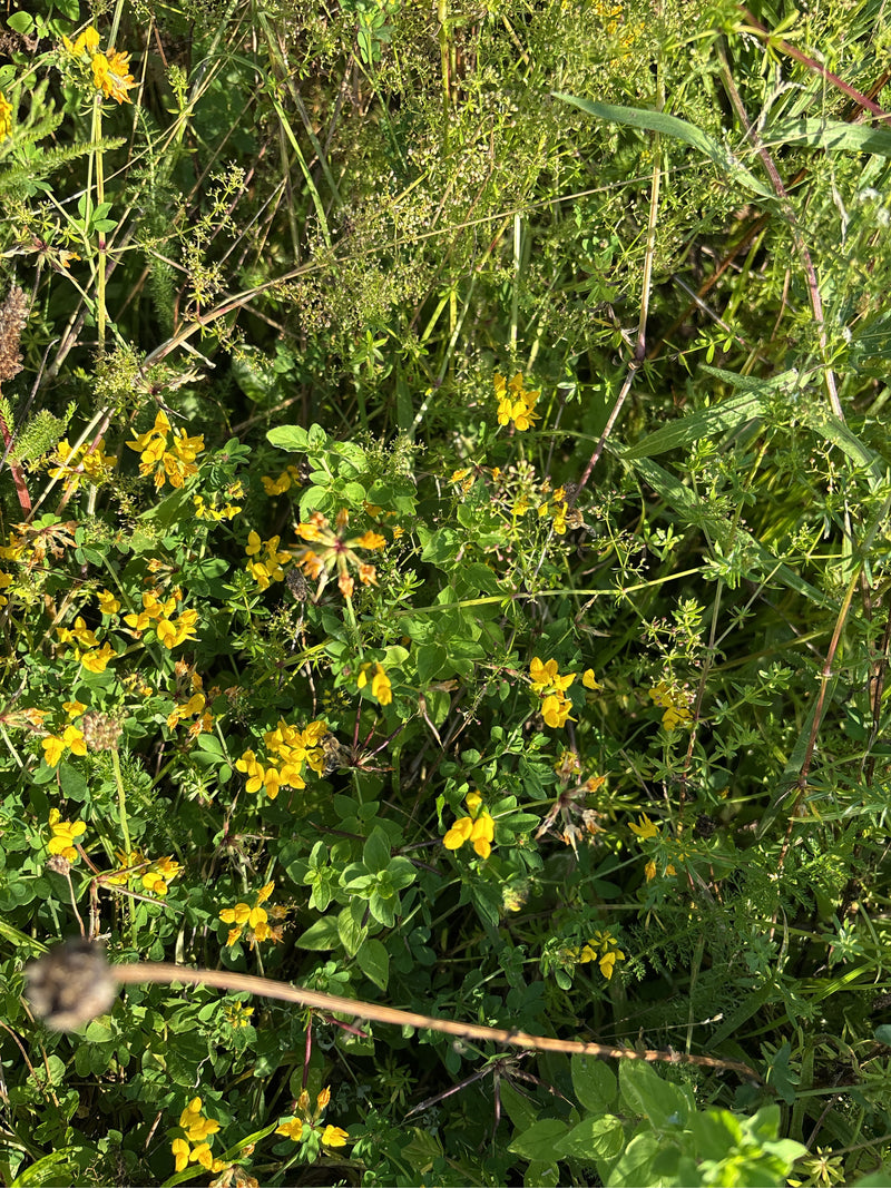 Auf dem Bild ist blühender Hornklee mit typischen gelben Blüten in einer artenreichen Wiese zu sehen.