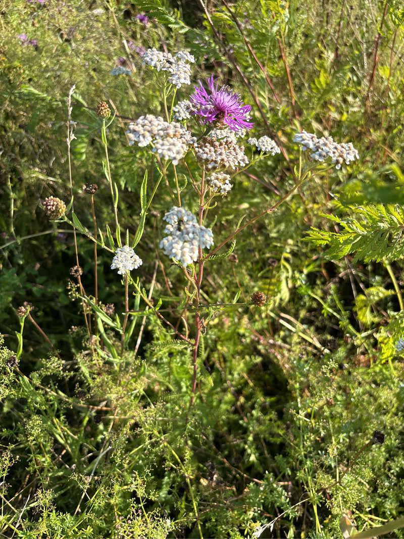 Eine blühende Gemeine Schafgarbe mit weißen Blütendolden und gefiederten Blättern steht neben einer violetten Flockenblume auf einer Wiese.