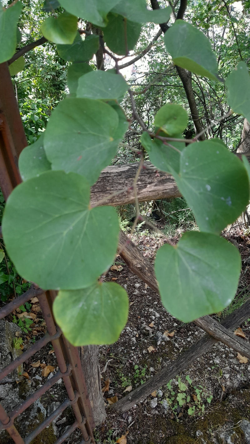 Judasbaum — Bild 2