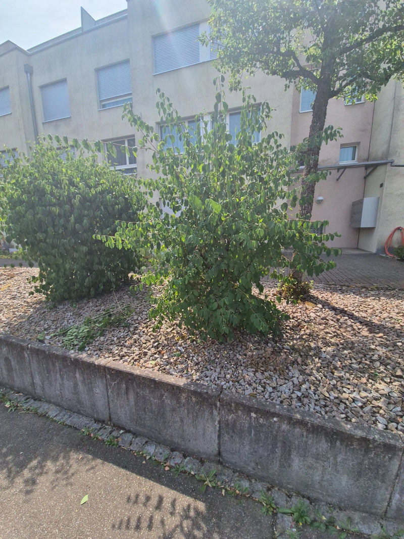 Judasbaum — Bild 5