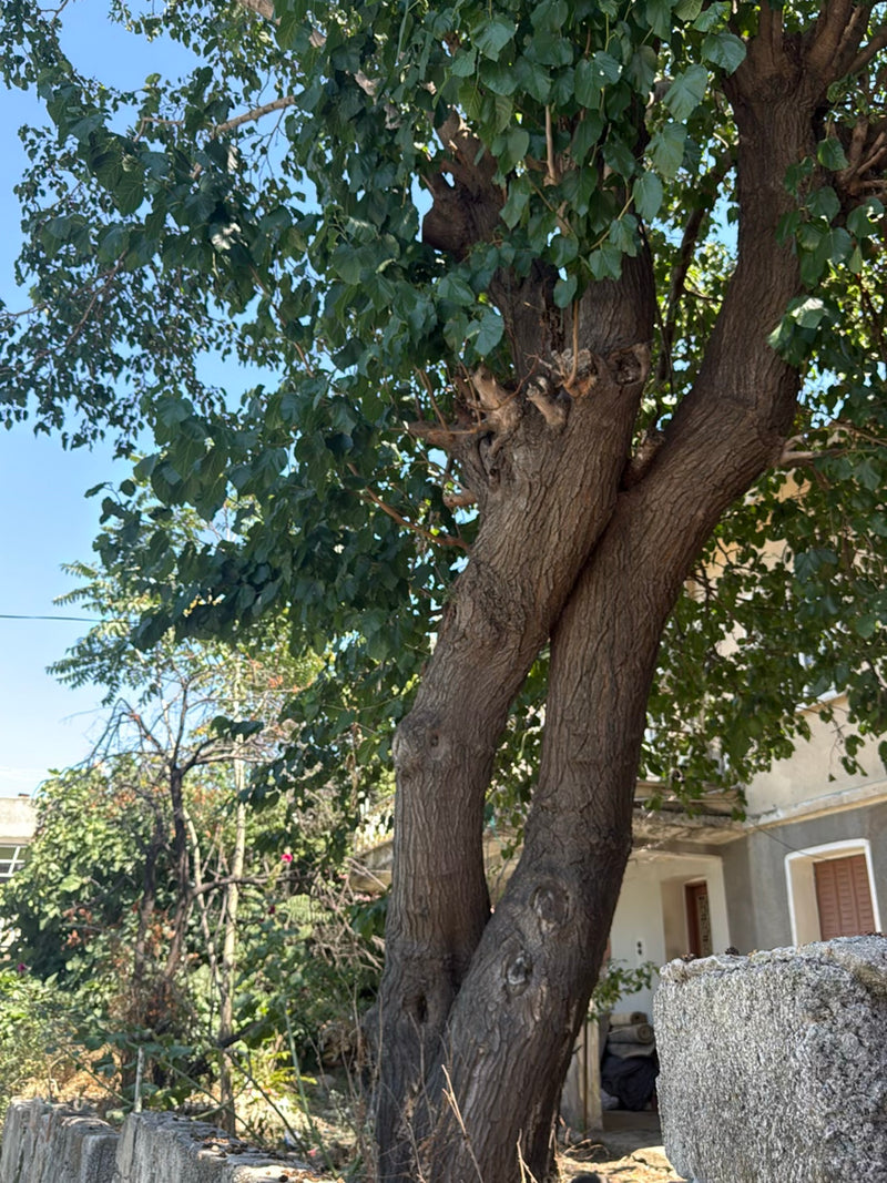 Judasbaum — Bild 2