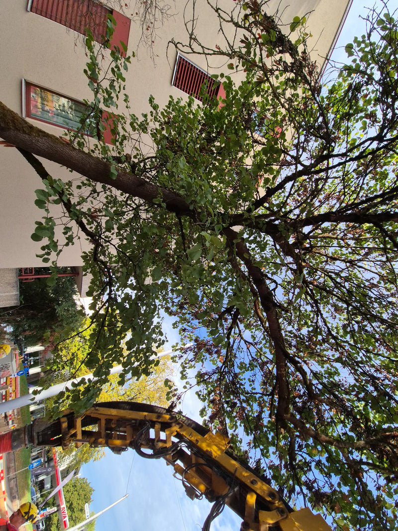 Auf dem Bild ist ein ausgewachsener Judasbaum von unten zu sehen, dessen Äste und grüne Blätter vor eine Hauswand ragen. Die charakteristischen, rundlichen B...