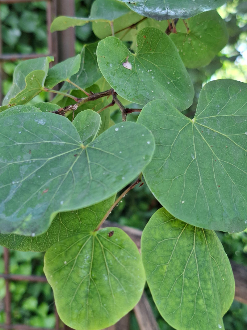 Judasbaum — Bild 3