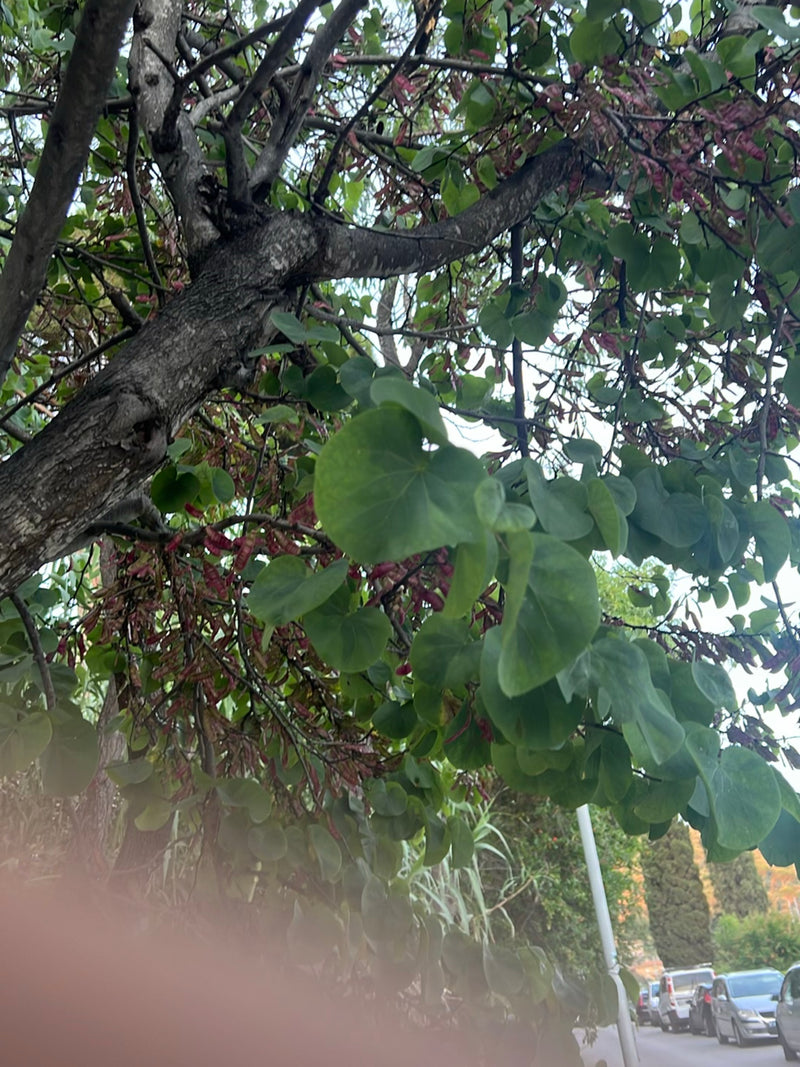 Judasbaum — Bild 1