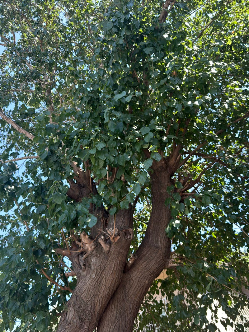 Judasbaum — Bild 1