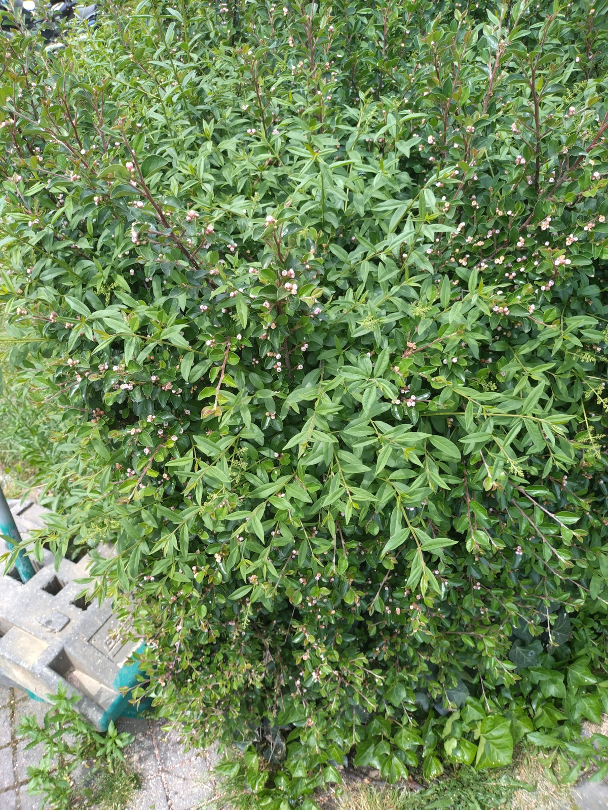 chasteberry plant Chaste Tree aka Vitex (Purple)  Incredible Edible Landscapes