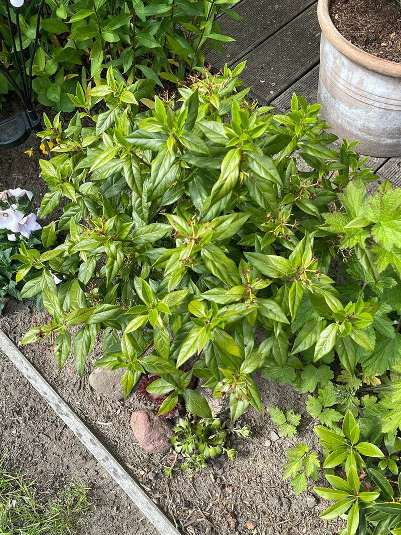 Liguster — Bild 3