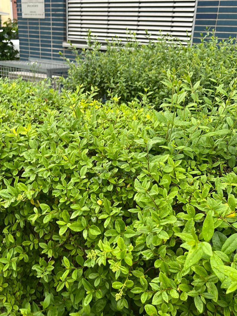 philodendron green saw Philodendron Green Saw Variegated