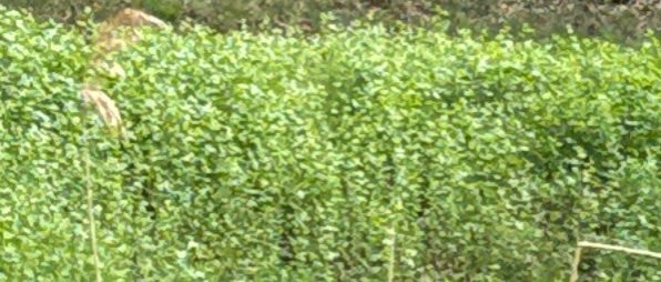 philodendron ricardo Buy Philodendron Cordatum Heartleaf