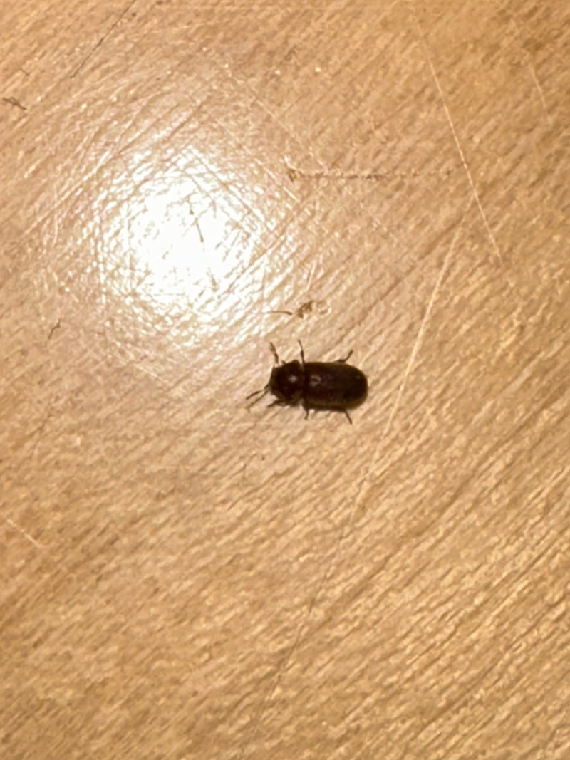 Holzwurm, Gewöhnlicher Nagekäfer — Bild 4