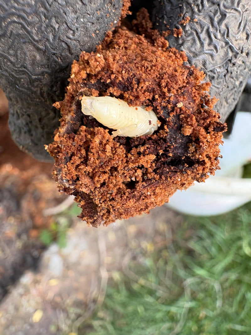 Holzwurm, Gewöhnlicher Nagekäfer — Bild 3