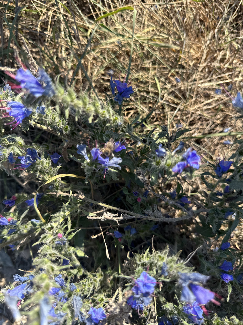 Ein blühender Gewöhnlicher Natternkopf mit blauen Blütenständen, aufgenommen aus der Vogelperspektive zwischen trockenem Gras.