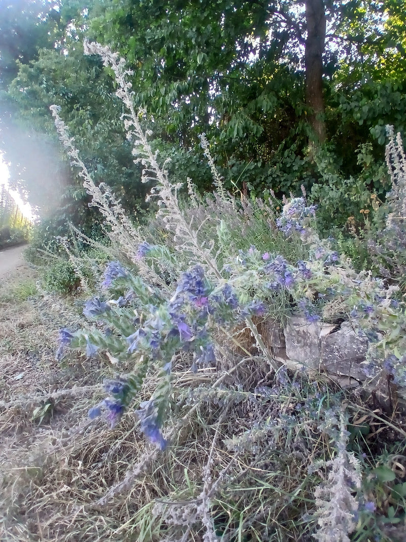 Gewoehnlicher Natternkopf — Bild 4