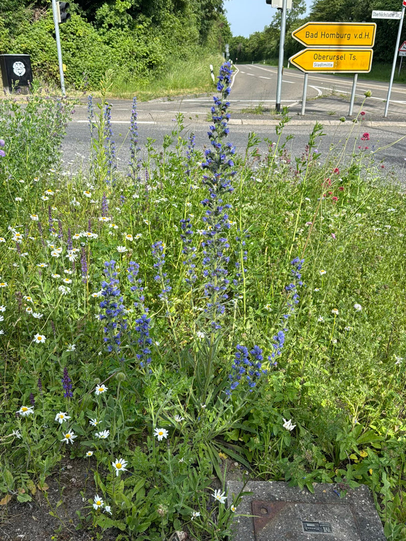 Gewoehnlicher Natternkopf — Bild 3