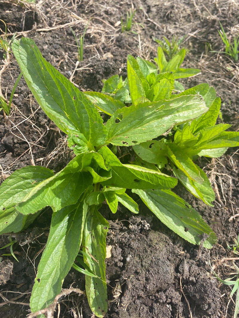 Gewoehnlicher Natternkopf — Bild 5