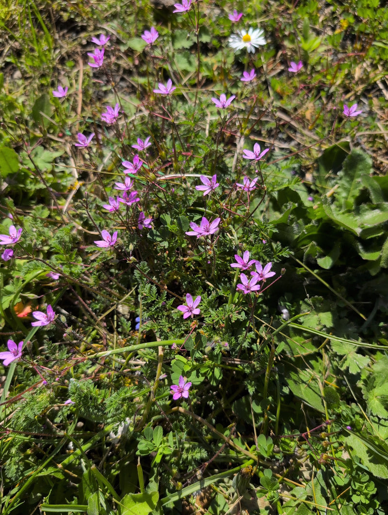 Gewöhnlicher Reiherschnabel — Bild 1