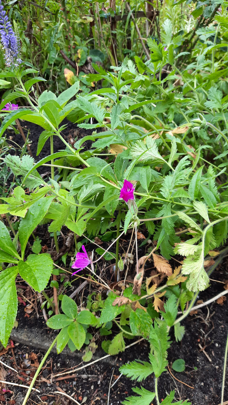 Gewöhnlicher Reiherschnabel — Bild 2