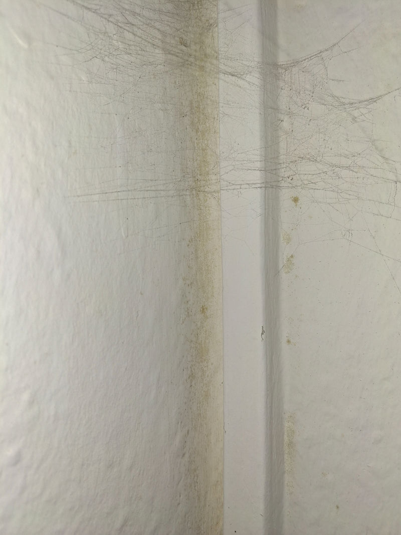 Bunter Gießkannenschimmel — Bild 1
