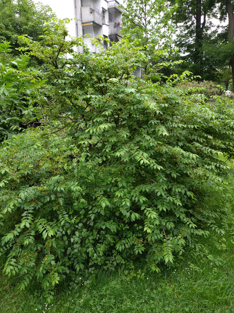 Gewöhnlicher Spindelstrauch — Bild 1 von 26