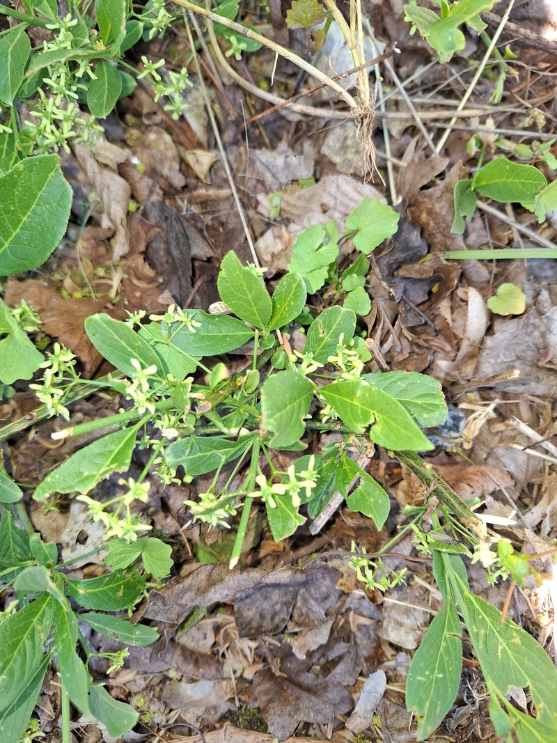 Das Bild zeigt einen Gewöhnlichen Spindelstrauch mit grünen Blättern und kleinen, hellen Blüten, der auf einem Waldboden mit Laub wächst.