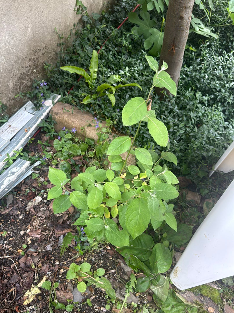 Zu sehen ist ein junger Gewöhnlicher Spindelstrauch mit grünen Blättern. Er wächst in einem Beet auf Gartenerde.