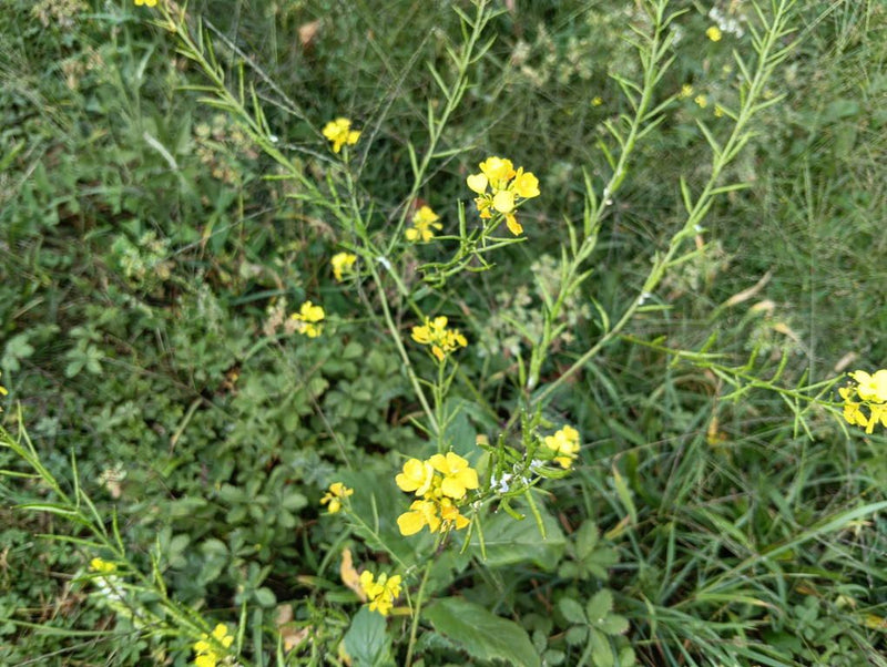 Das Bild zeigt einen blühenden Gewöhnlichen Steinkraut-Senf mit leuchtend gelben, vierzähligen Blüten. An den Stängeln sind zudem die langen, dünnen Schoten ...