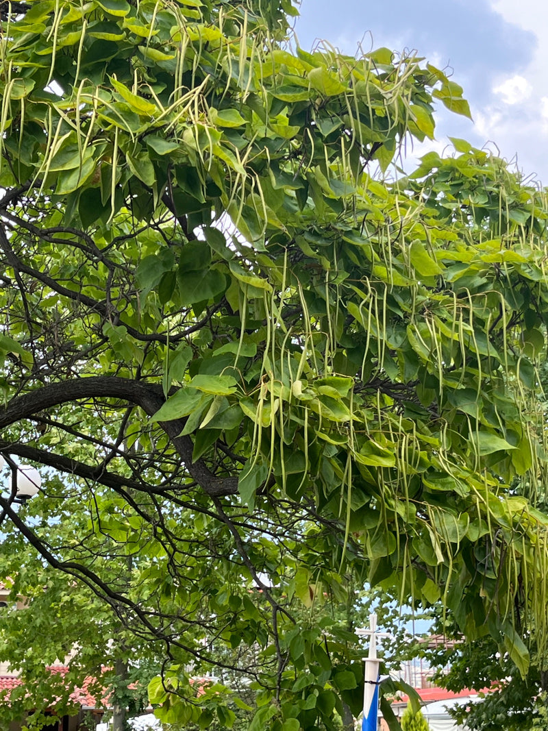 Trompetenbaum — Bild 1