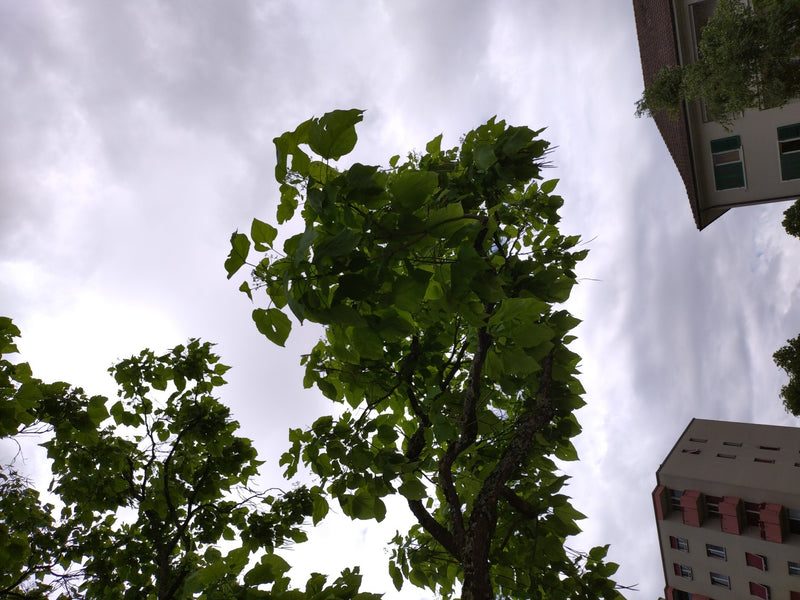 Trompetenbaum — Bild 4