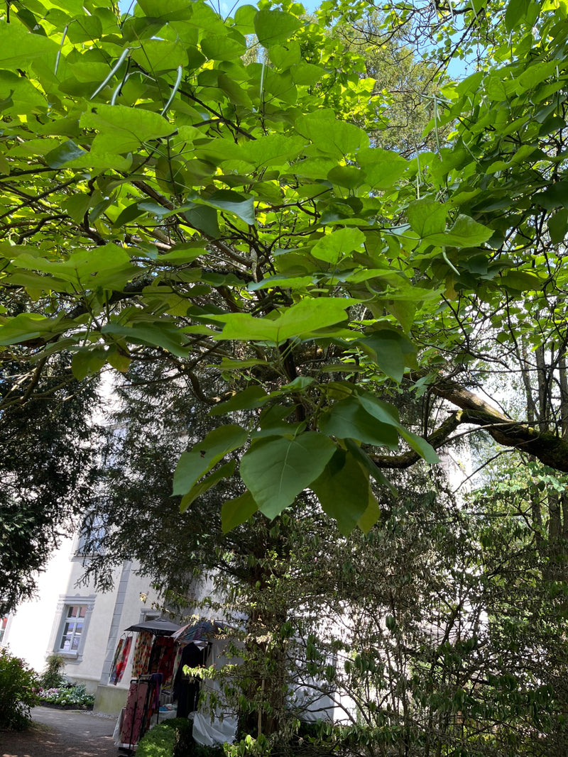 Trompetenbaum — Bild 3