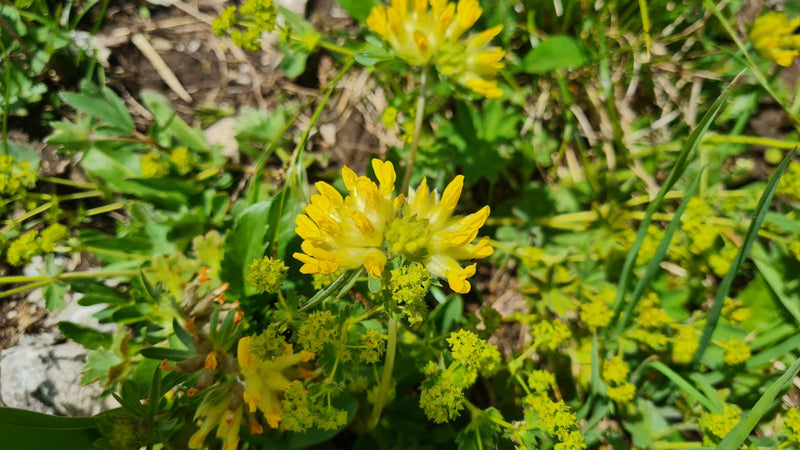 Zu sehen sind die charakteristischen gelben Blütenstände des Gewöhnlichen Wundklees. Die Pflanze wächst in einer natürlichen Umgebung zwischen Gras und ander...
