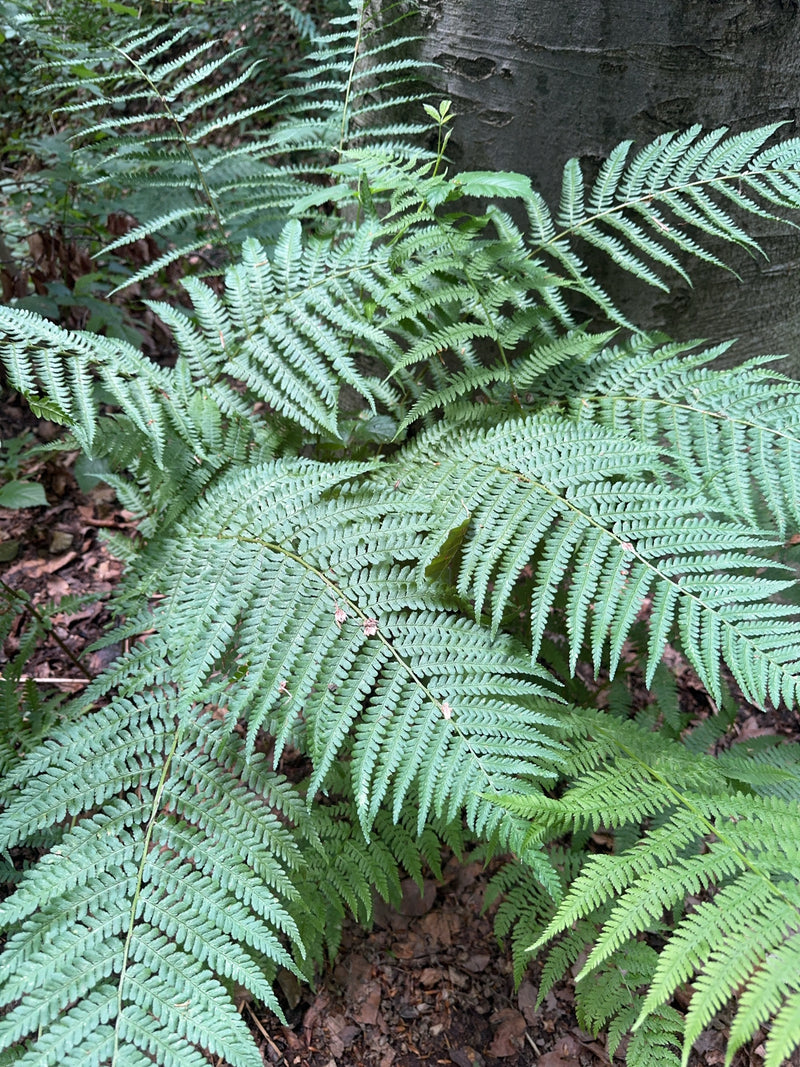 Gewöhnlicher Wurmfarn — Bild 1