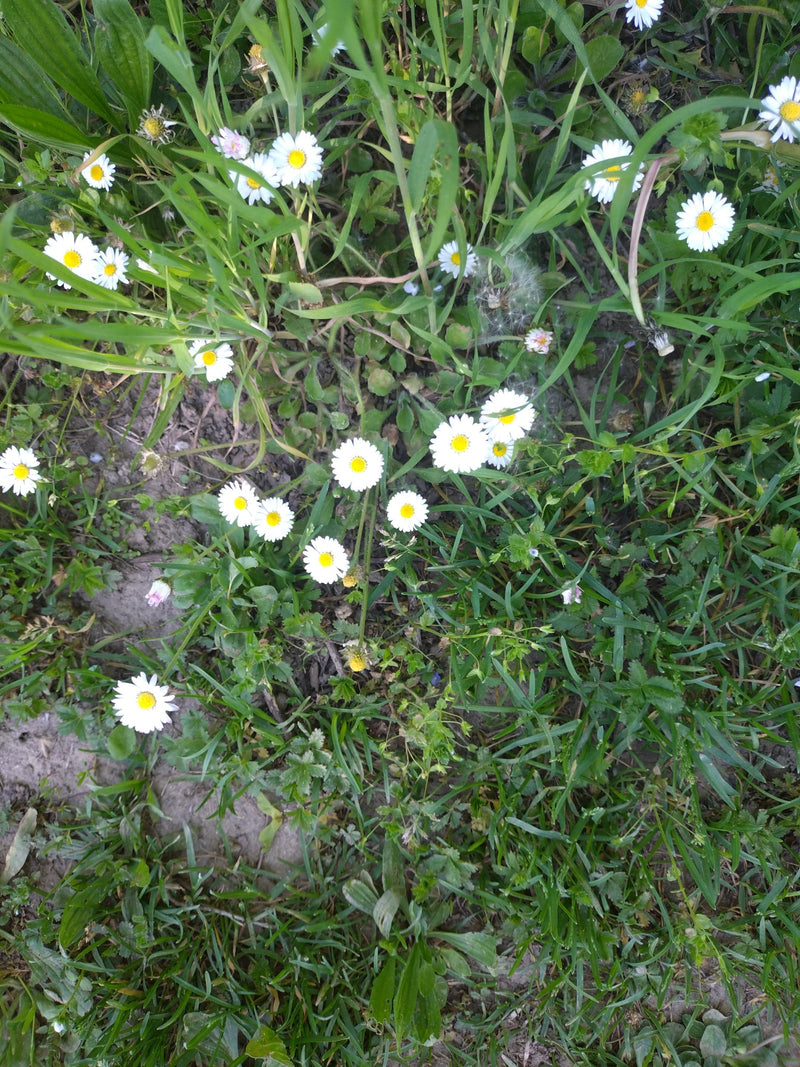 Mehrere blühende Gänseblümchen wachsen zwischen Gräsern und Kräutern auf einer Wiese.