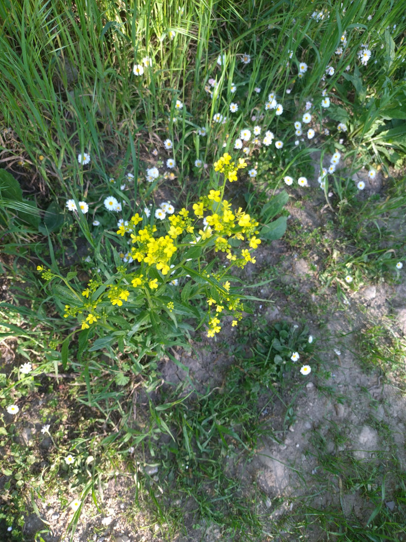 Gewöhnliches Barbarakraut — Bild 4