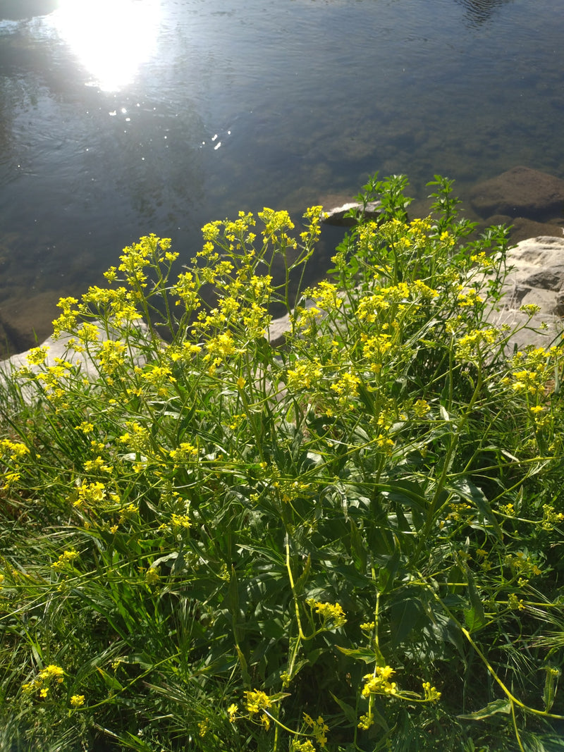 Gewöhnliches Barbarakraut — Bild 5