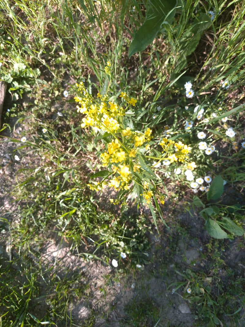 Gewöhnliches Barbarakraut — Bild 3