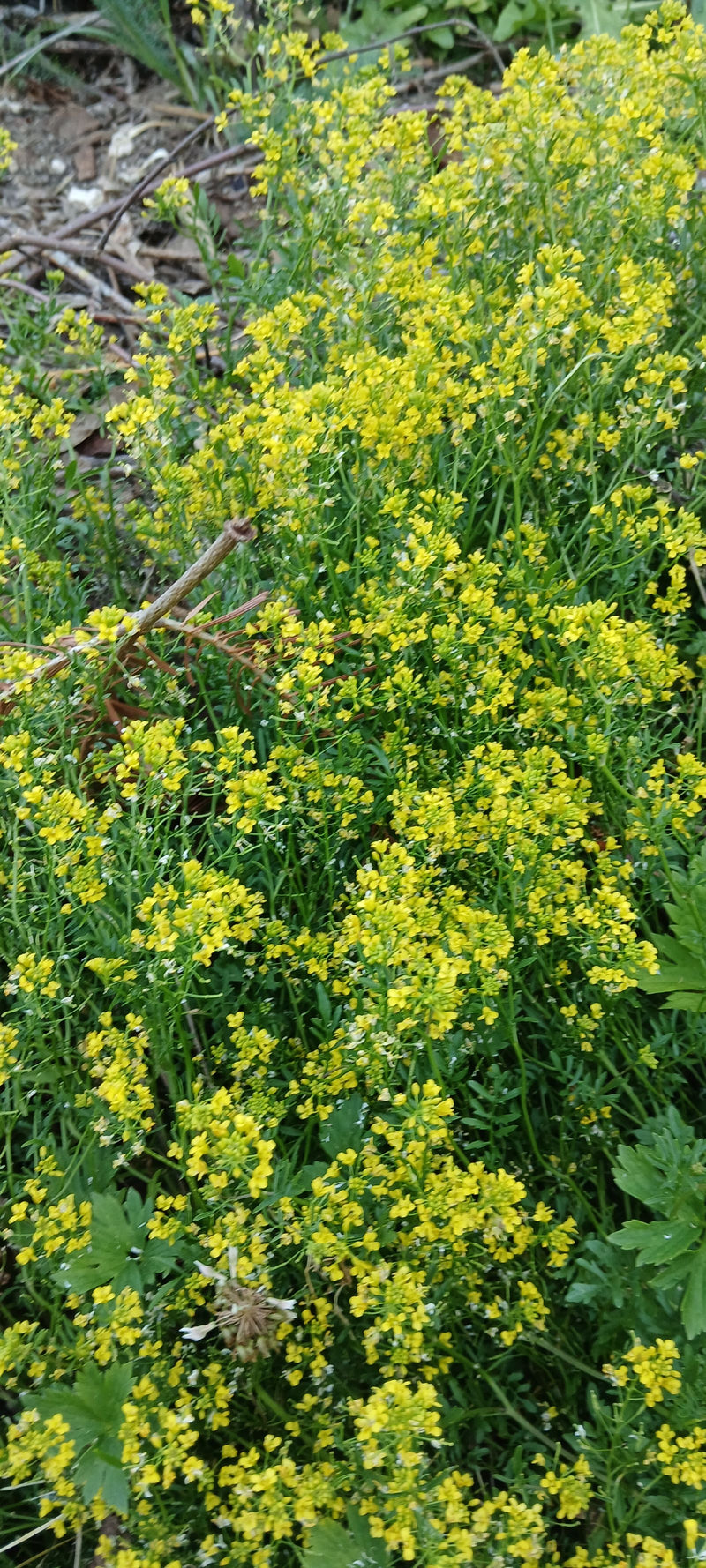 Gewöhnliches Barbarakraut — Bild 4